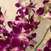 fiore11の画像