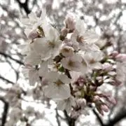 RISAの画像