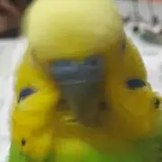 どらの画像