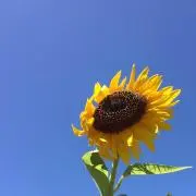 ☆SUNFLOWER☆