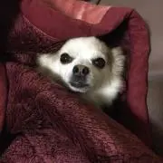 チャイ