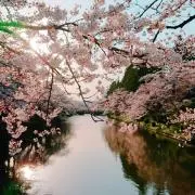 ポコ太の画像