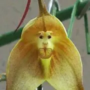 ガチャピン