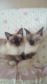 チャムの画像