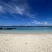 cocoの画像