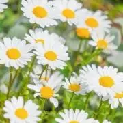 みこ【匿名配送！早い発送目標♪即購入可】の画像