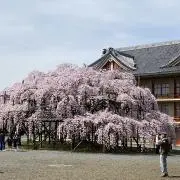 Yuuchanの画像