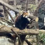 ちーぱの画像