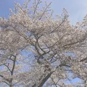 kotochanmamaの画像