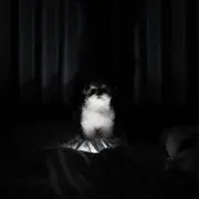 Dの画像