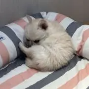 だぬ