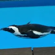 ゆみの画像