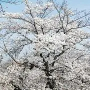 はるの画像