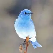 coccoryの画像