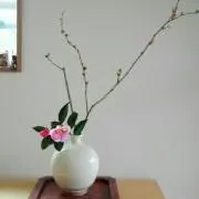 Popsの画像