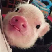パンプキンまりも