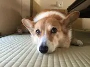 ちょたきちの画像