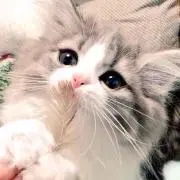 あややこの画像