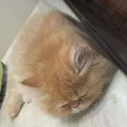 るるの画像