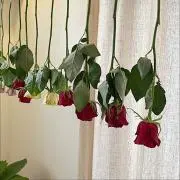 ひよこはの画像