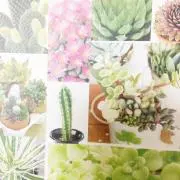 フラールの画像
