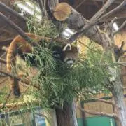 ジョンソン西寺の画像