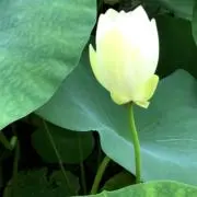 みっころの画像