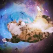 むぎの画像