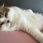 ルビィの画像