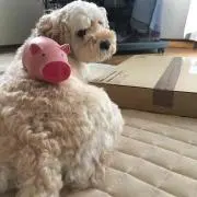 ココちゃん
