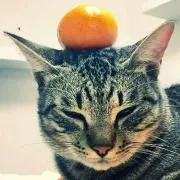 ももんがの画像