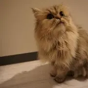 うにの画像