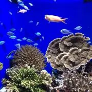 ひたこた