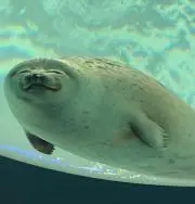 はちみつの画像
