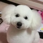 ぽぽちの画像