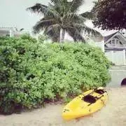 くくる【次回発送8月3日〜になります】の画像