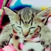 ベル【プロフィール確認お願いします】の画像