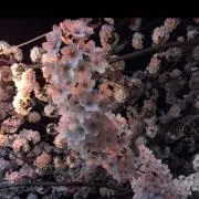 まかろん