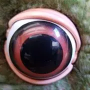キラの画像
