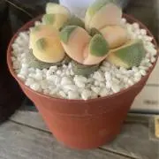 maruの画像