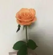 びすけっとの画像