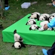あい