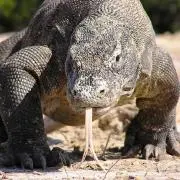 でこの画像