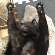 TomSoの画像