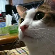 もけらった
