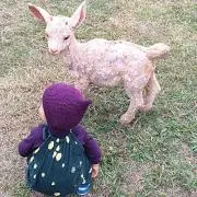 ころりん