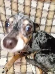 Ponkichiの画像