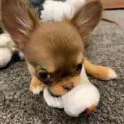 えいちゃんの画像