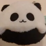 パンダさんの画像