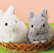 みっちの画像